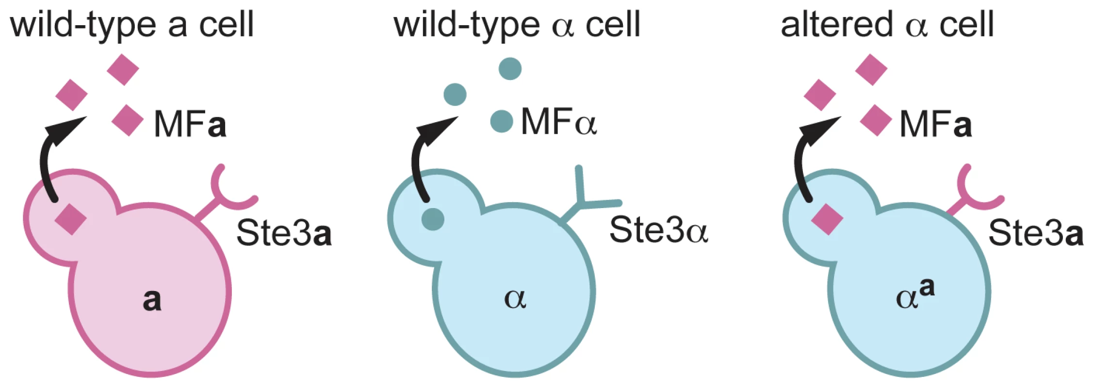 α<sup>a</sup> cells are α cells that express a pheromone and the pheromone receptor from a cells.