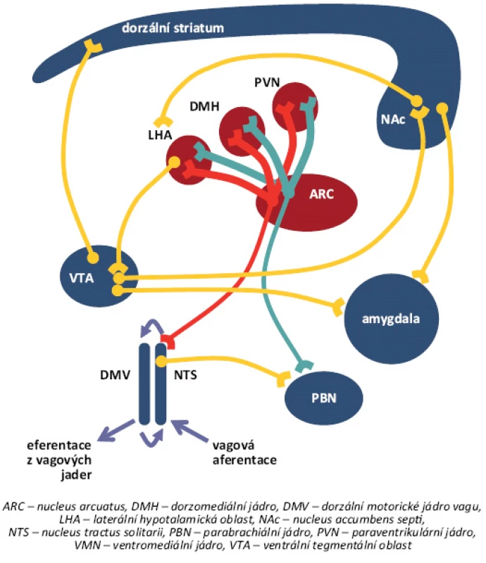 Neurony z nucleus arcuatus (ARC) projikují do laterální hypotalamické oblasti (LHA), která vysílá vlákna přes nucleus accumbens septi (NAc), hlavní centrum hédonické regulace příjmu potravy, do ventrální tegmentální oblasti (VTA). Dopaminergní neurony VTA jsou neuronálně spojeny s dalšími hédonickými centry, jako amygdala či dorzální striatum. Neurony z ARC také vysílají své axony do parabrachiálního jádra (PBN). ARC také reguluje aktivitu neuronů paraventrikulárního jádra (PVN), dorzomediálního jádra (DMH) a ventromediálního jádra (VMN), které hrají klíčovou úlohu v udržování energetické rovnováhy. ARC také projikuje do nucleus tractus solitarií (NTS) v mozkovém kmeni, který je spojen s dalšími kmenovými jádry, jako dorzální motorické jádro vagu (DMV), kde dochází k integraci neuronálních a hormonálních periferních vstupů. Červené linie představují základní anorexigenní dráhy, zatímco světle modré základní orexigenní dráhy, resp. tmavě modré představují dráhy hédonické regulace [39].