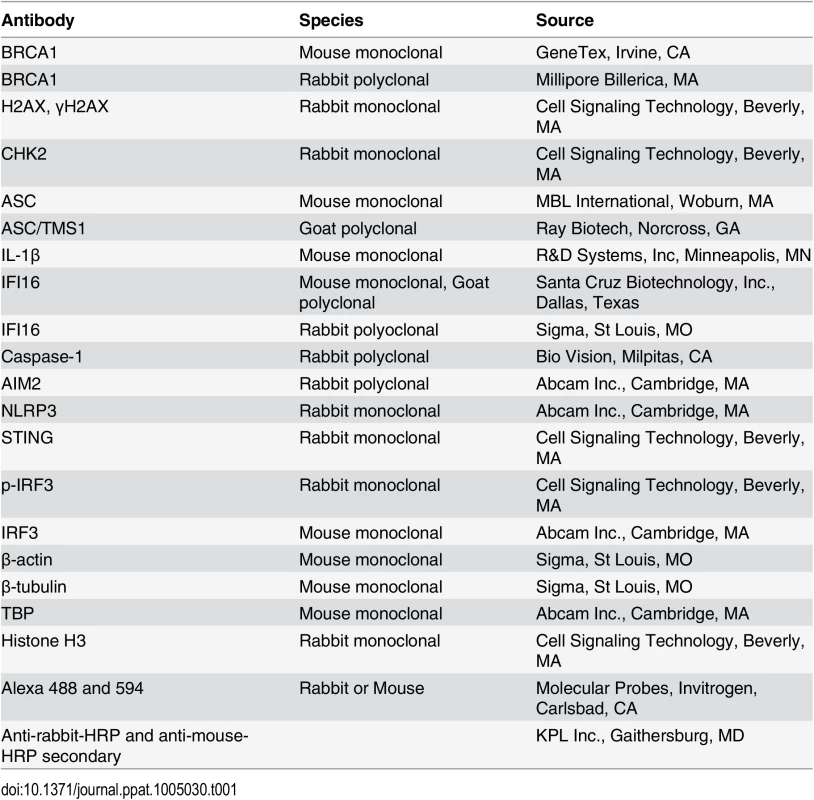List of antibodies used in this study.