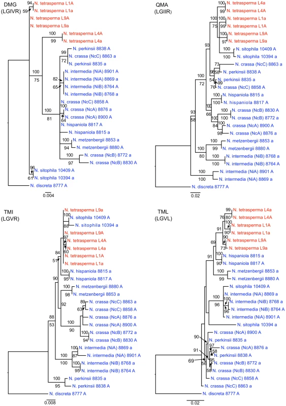 Phylogenies reconstructed for four microsatellite flanking loci (DMG, QMA, TMI, and TML) located on the autosomes of Neurospora.