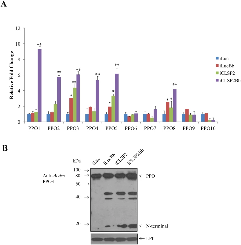 The effect of CLSP2 on transcriptional activation of <i>PPO</i> genes.