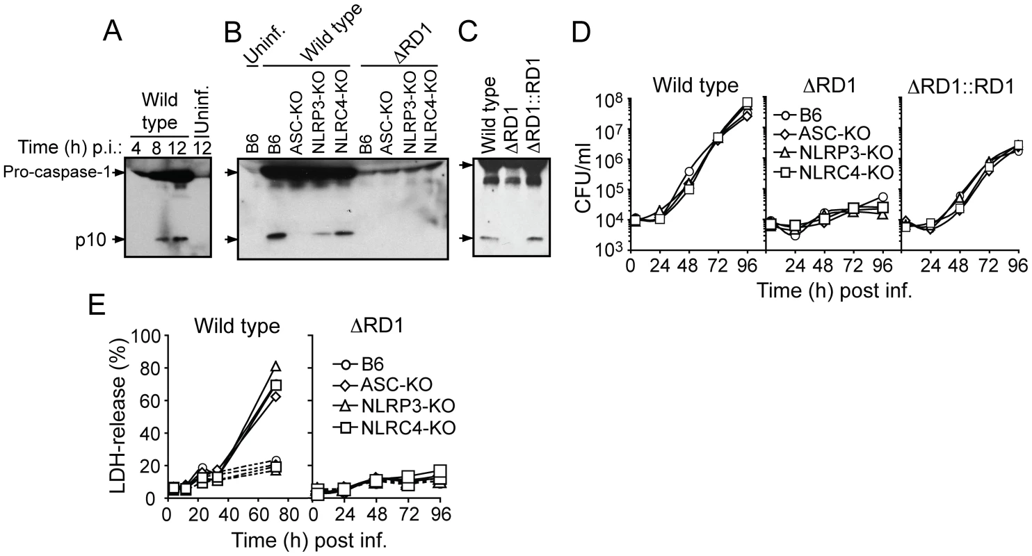 Esx-1 is required for activation of the NLRP3/ASC-inflammasome in bone marrow-derived macrophages.