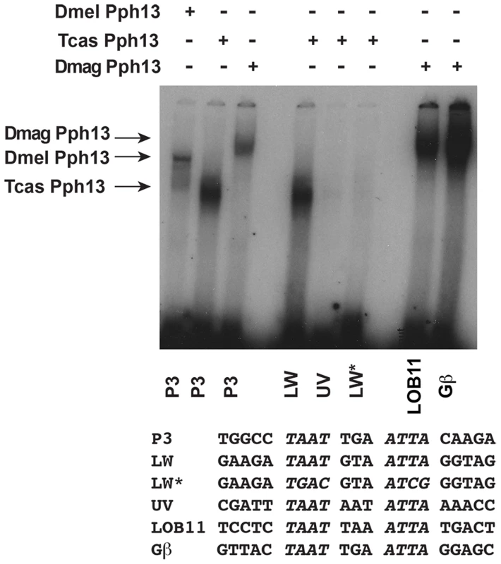 DNA binding properties of Pph13 are conserved among Pancrusteceans.