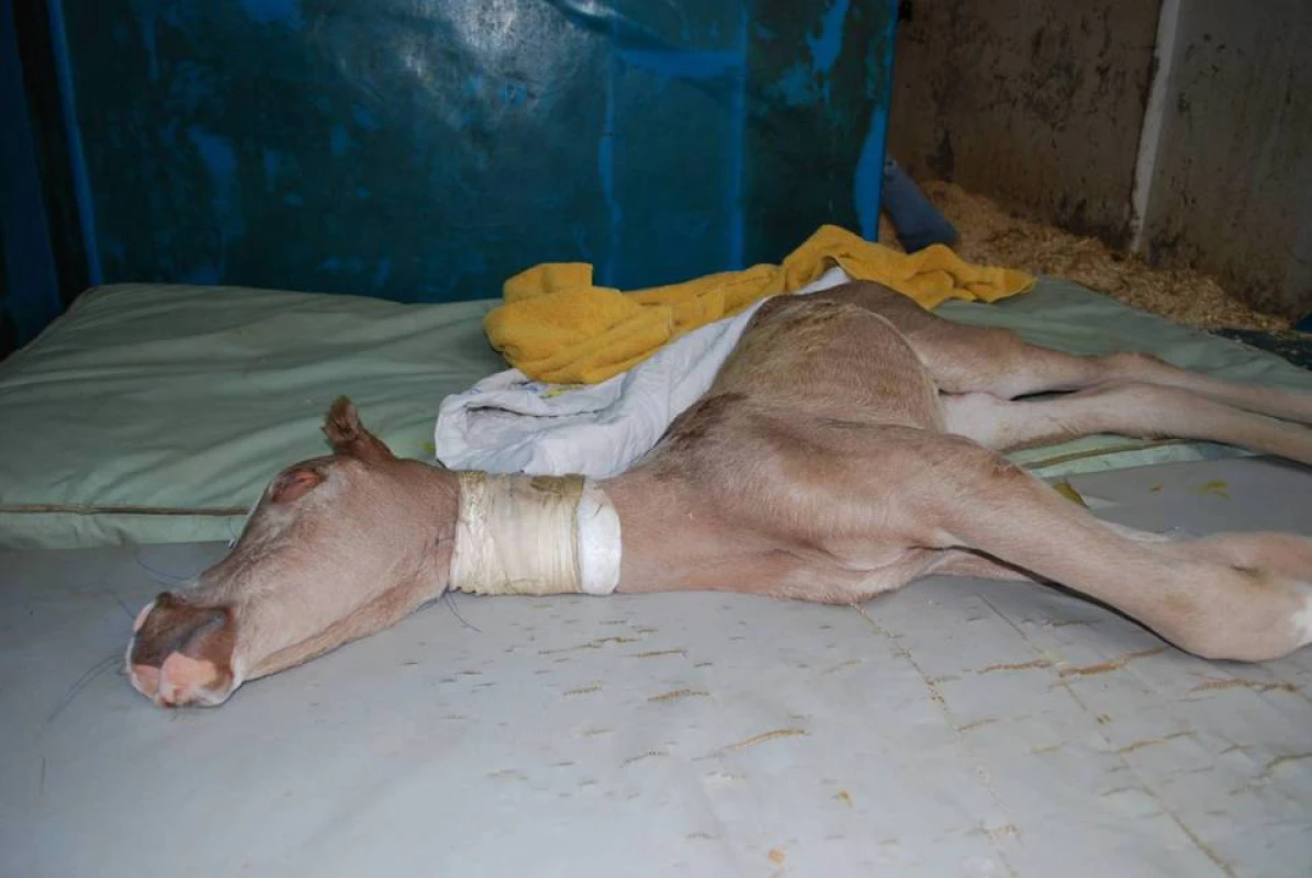 A foal with Lavender Foal Syndrome demonstrating opisthotonus, one cardinal neurological sign of the disorder.