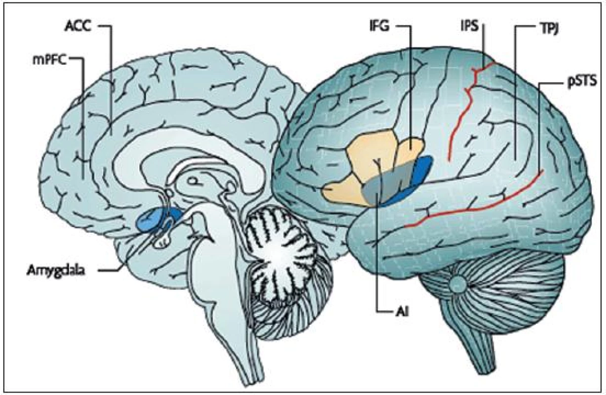 Uzly neuronálních sítí souhrnně pojmenovaných metaforickým pojmem „sociální mozek“ (5). V průběhu adolescence prodělávají tyto systémy rozsáhlou přestavbu podmíněnou evolučně geneticky a hormonálně stejně jako interakcemi se zevním prostředím, v současnosti zejména s věkovými vrstevníky.
amygdala mandlové jádro
mPFC - vnitřní prefrontální kůra
ACC - přední část cingulární kůry
AI - přední insulární kůra
IFG - dolní čelní závit
IPS - sulcus intraparietalis
TPJ - temporoparietální junkce
pSTS - zadní část sulcus temporalis superior
