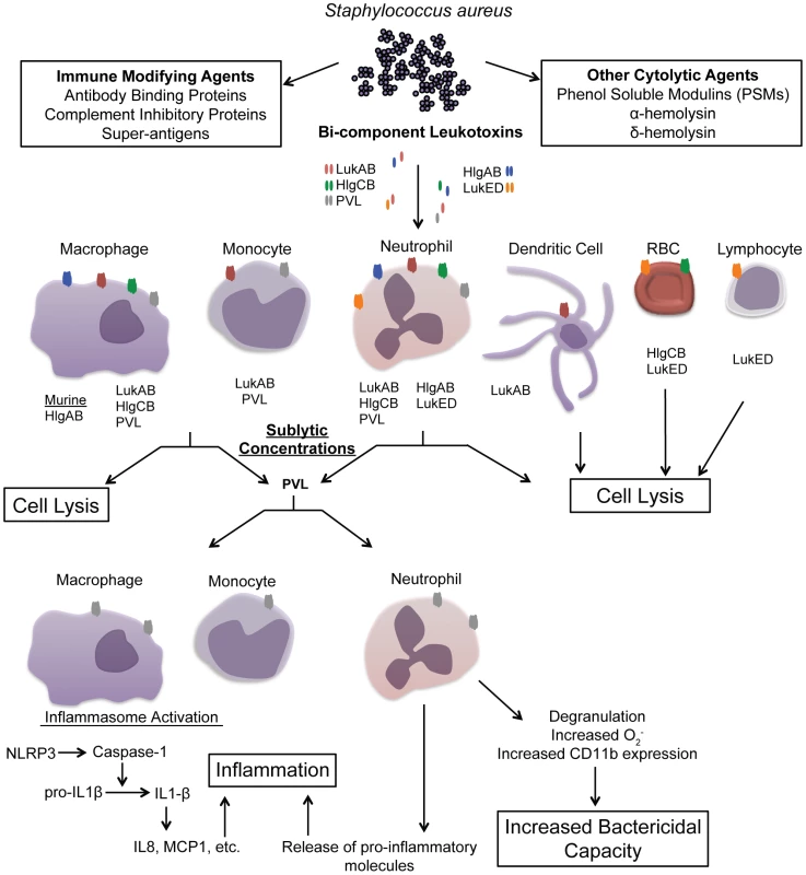 Overview of <i>S. aureus</i> leukotoxin action on host immune cells.