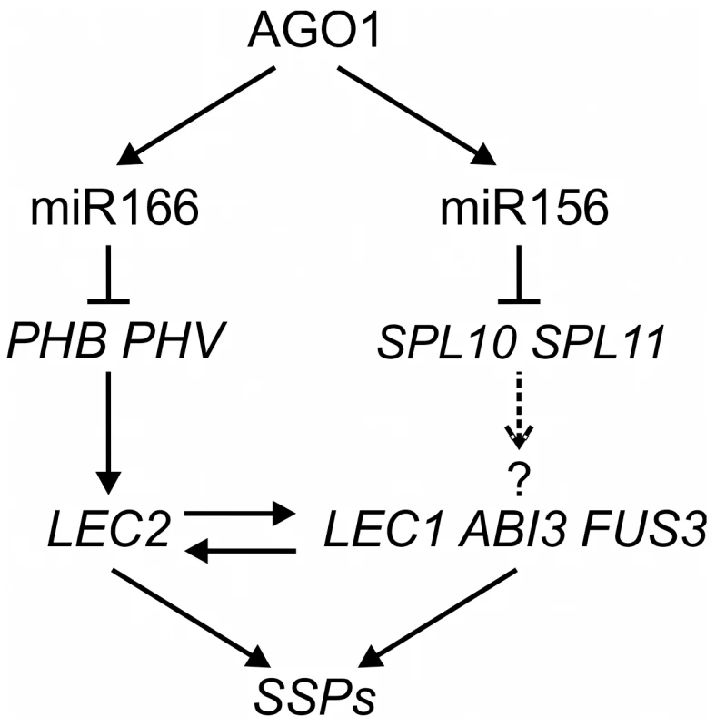 A Model of MicroRNA–Mediated Repression of Seed Genes in Leaves.
