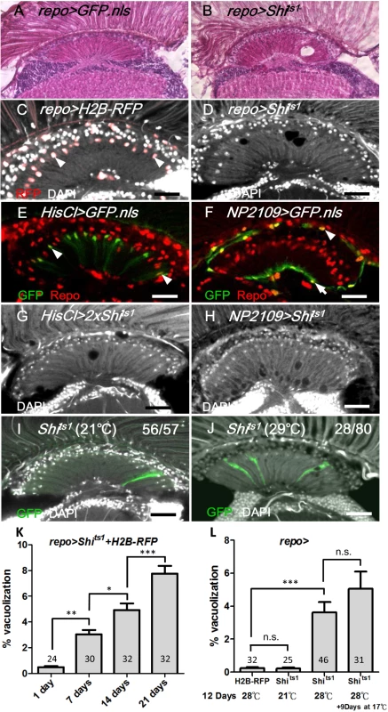 Shi<sup>ts</sup> induced cell-autonomous glia degeneration in optic lamina.