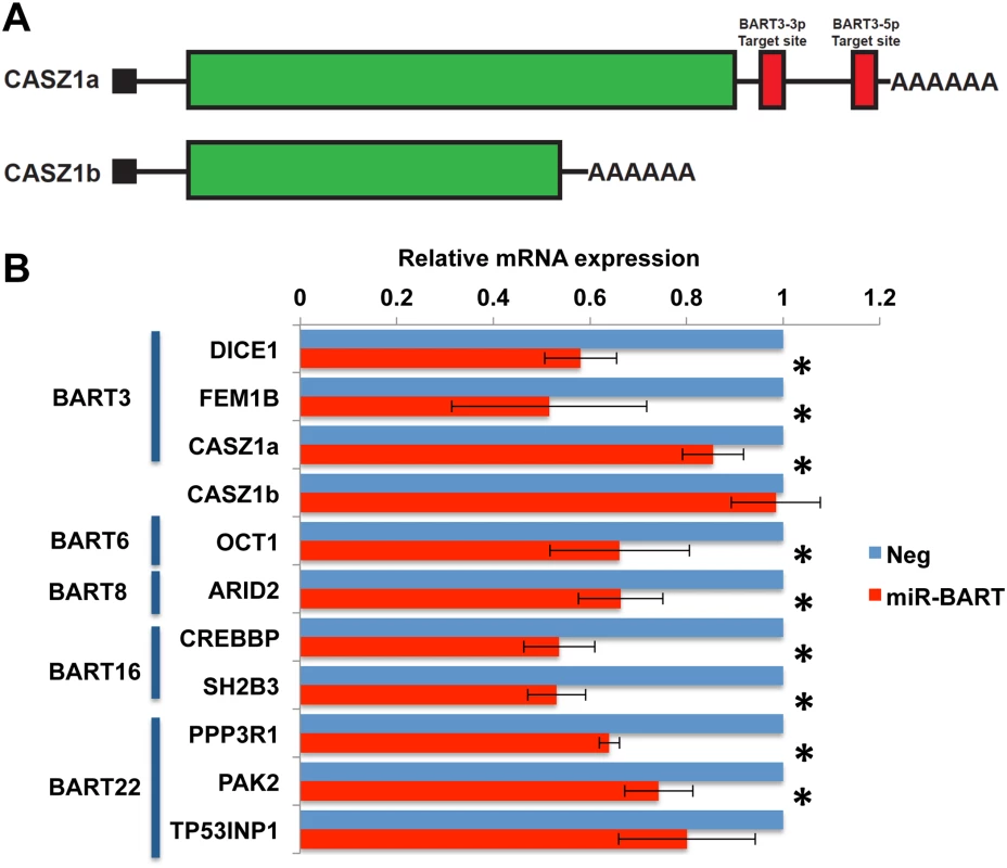 Expression of miR-BARTs in AGS cells reduced steady state mRNA levels for 10 candidate pro-apoptotic genes.