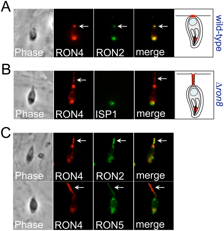 Disorganized secretion of junction components in Δ<i>ron8</i> parasites.