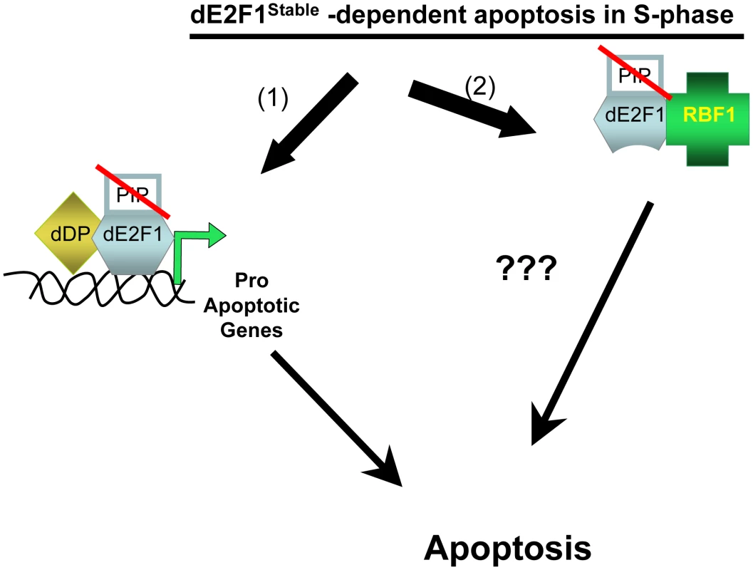 Stabilized dE2F1 can induce apoptosis through transcriptional and non-transcriptional mechanisms.