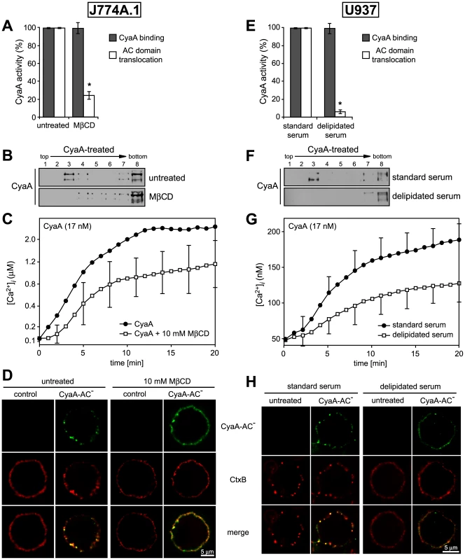 Cholesterol depletion inhibits translocation of AC domain across target cytoplasmic membrane.