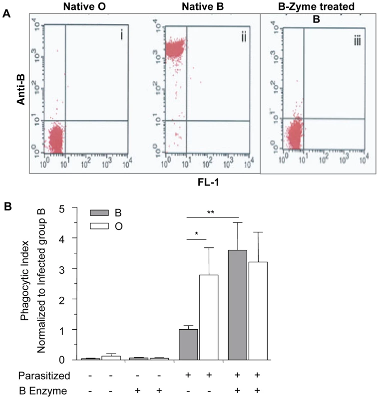Blood group O (H antigen) status affects the phagocytic uptake of infected erythrocytes by human macrophages.