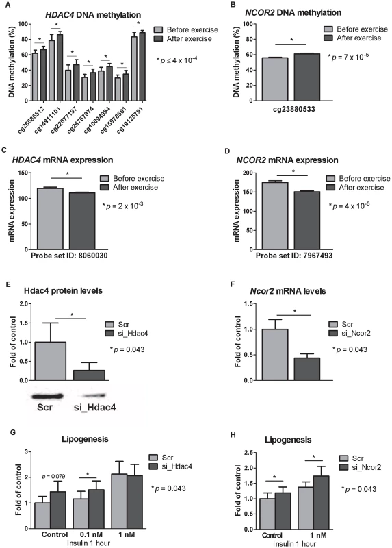 Silencing of Hdac4 and Ncor2 in 3T3-L1 adipocytes results in increased lipogenesis.