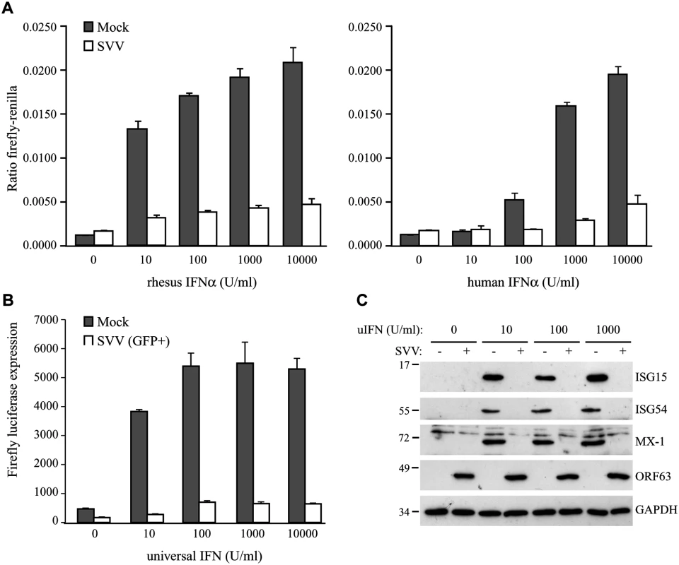 SVV inhibits IFN-induced ISG expression.