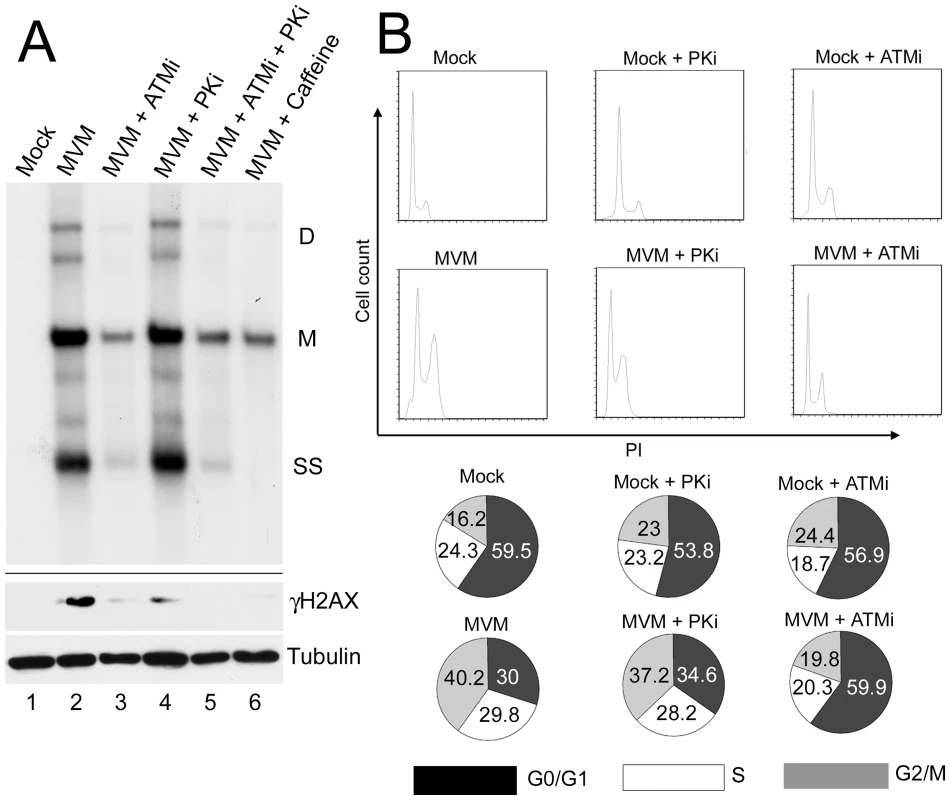ATM kinase activity is required for efficient MVM replication.