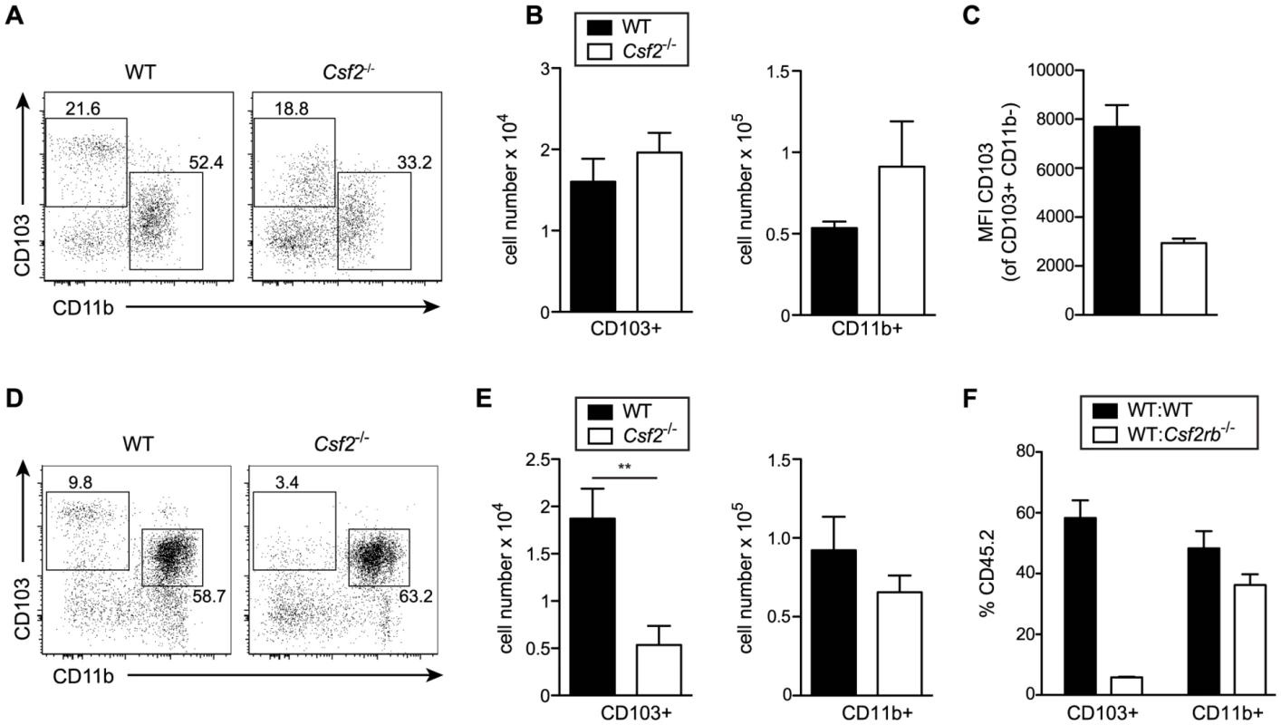 GM-CSF promotes development of CD103<sup>+</sup> DCs and expression of CD103 in young and adult mice, respectively.