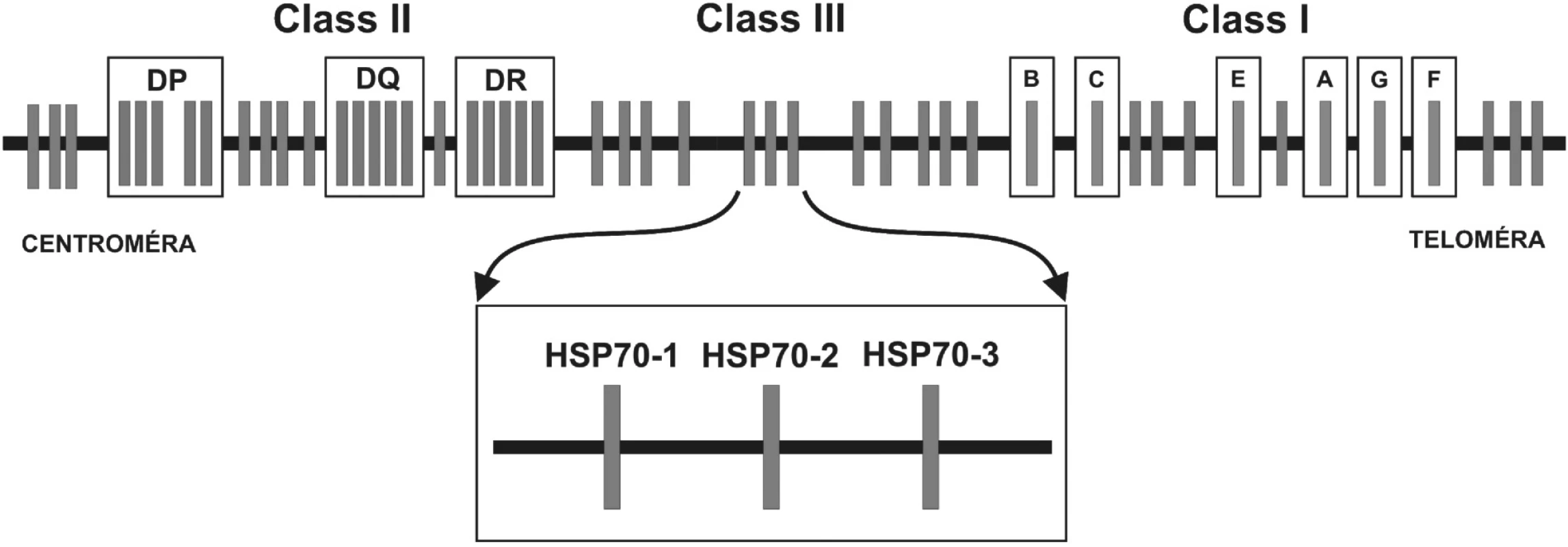 Obr. 2. Génová mapa MHC: 
Hlavný histokompatibilný komplex človeka sa nazýva Human Leukocyte Antigens. Delí sa na oblasti MHC molekúl I. a II. triedy (u človeka HLA-antigény I. triedy a II. triedy) a tzv. “non class I/II MHC“ molekuly. Medzi MHC antigény I. triedy patria gény, ktoré sú zapojené do endogénnej cesty prezentácie antigénu a smerom od teloméry umiestnené v poradí: HLA-F, -G, -A, -E, -C a –B. Gény lokusov umiestnených centromericky – HLA-DR, DQ, DP – kódujú MHC antigény II. triedy, ktoré sú zapojené do exogénnej cesty prezentácie antigénu. Gény oblasti nachádzajúcej sa medzi MHC antigénmi I. a II. triedy, sú označované ako gény “non classI/II MHC” gény. V tejto oblasti sanachádzajú okrem iných tri gény pre proteíny HSP70 (heat shock protein) – HSP70-1, HSP70-2 a HSP70-3.
