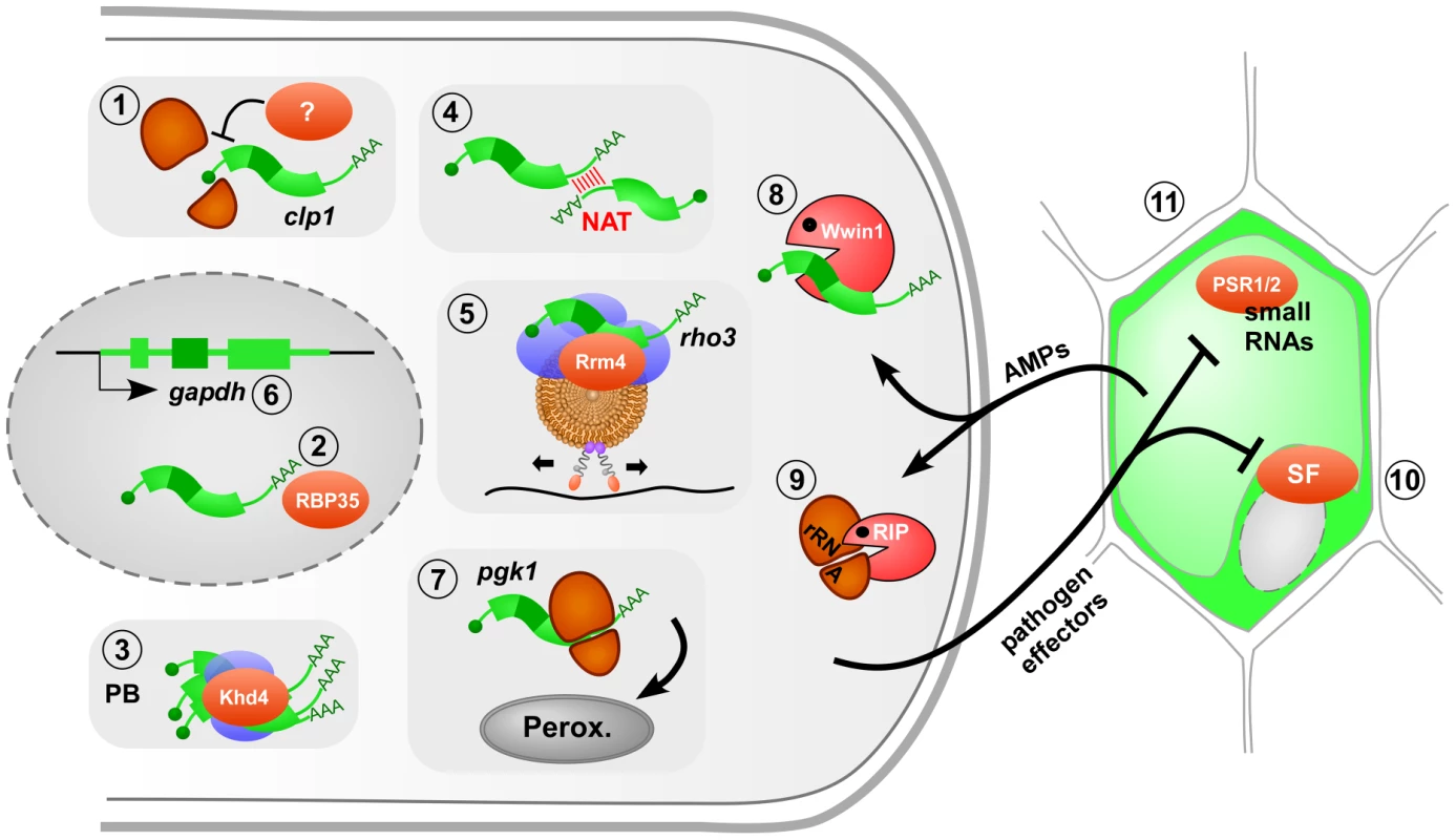 The role of fungal RNA biology during plant infection.