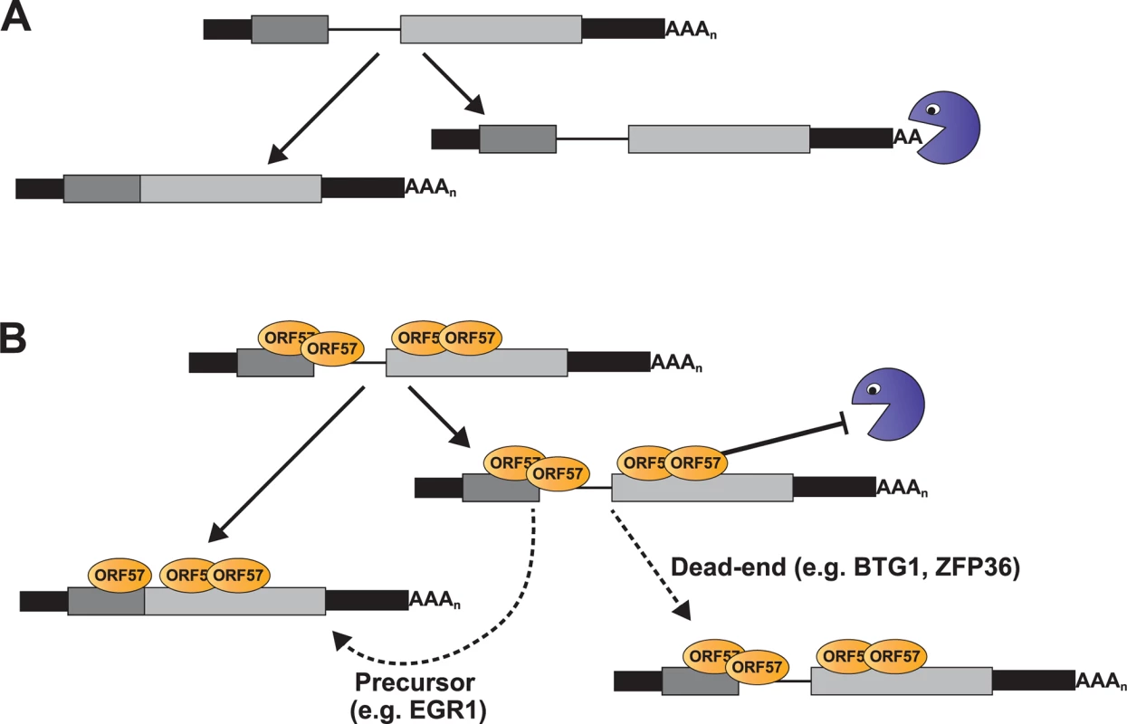 Model for ORF57-mediated regulation of host pre-mRNAs.