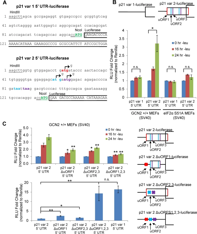 GCN2-dependent translational upregulation of p21 is specific to variant 2 and mediated by the presence of 5’ uORFs.