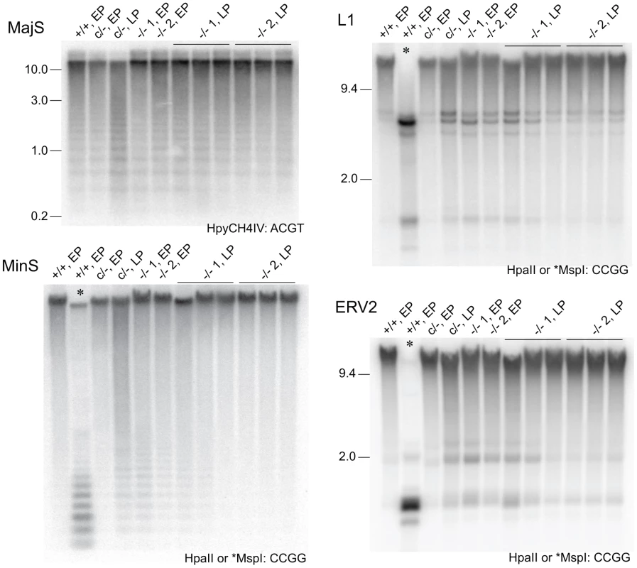 Stability of DNA methylation in DICER1-deficient ES cells.