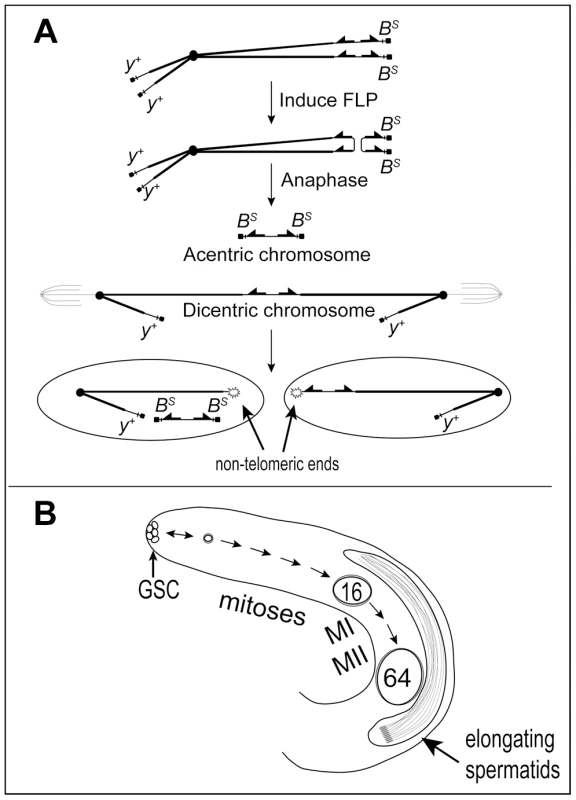 Dicentric chromosome formation and spermatogenesis.