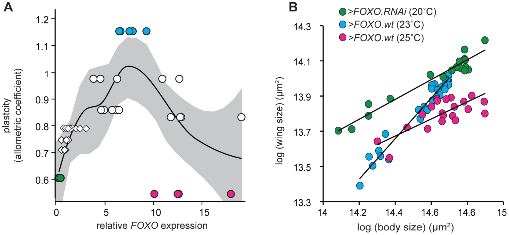 There is a non-linear relationship between <i>FOXO</i> expression and nutritional plasticity.