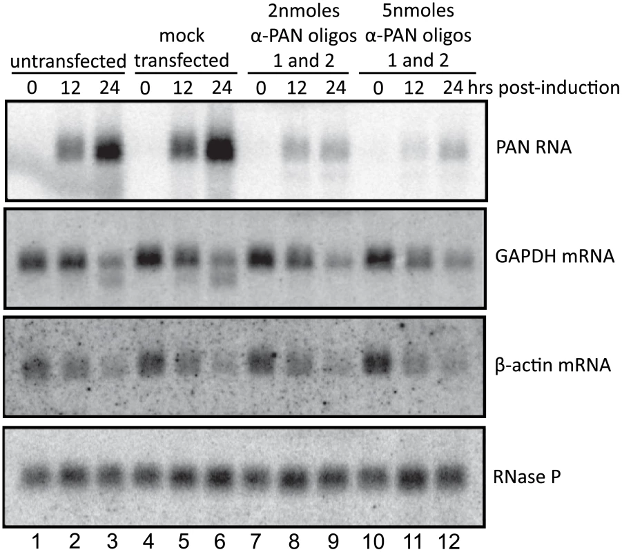 PAN RNA does not contribute to the host shutoff effect.