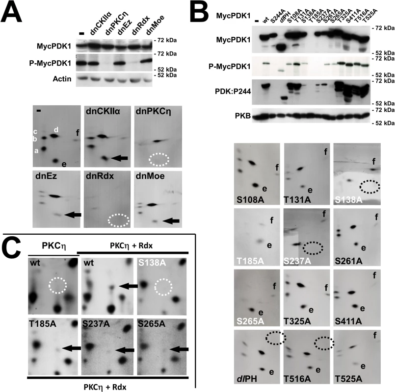 MVM induces PDK1 activation through PKCη/Rdx-driven <i>trans</i>-phosphorylation at S138.
