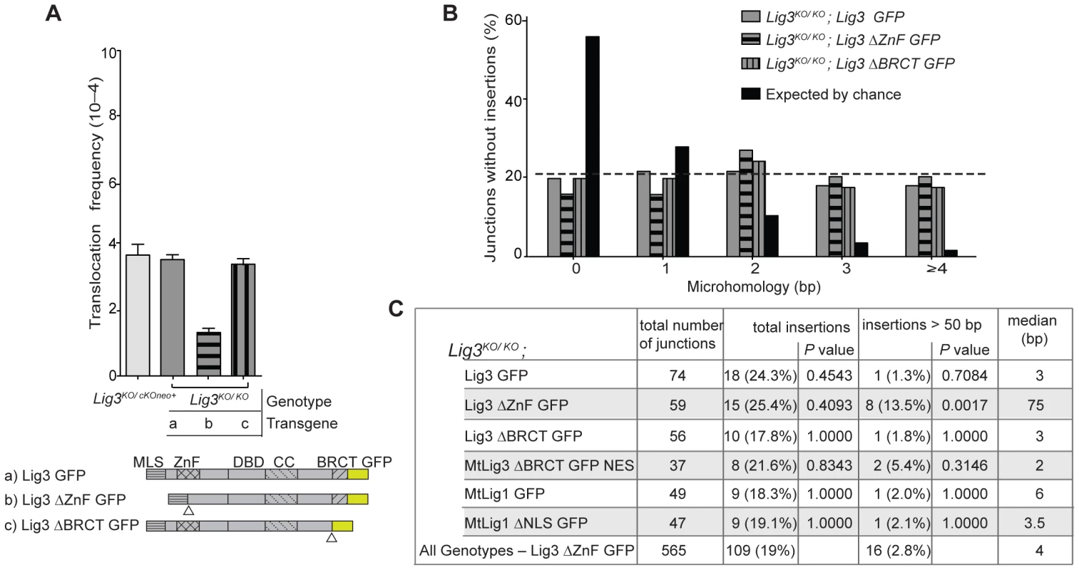 Analysis of Lig3 domain requirements in translocation formation.