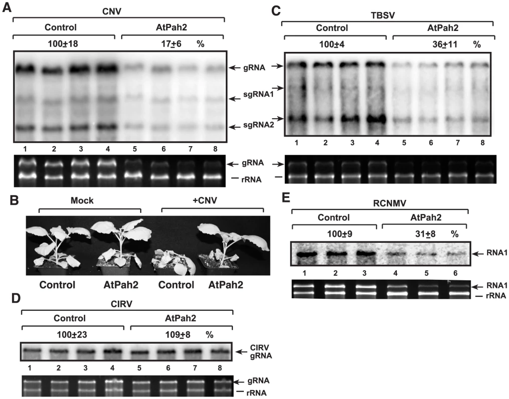 Inhibition of tombusvirus and RCNMV RNA accumulation in plants by over-expression of AtPah2p in <i>N. benthamiana</i>.