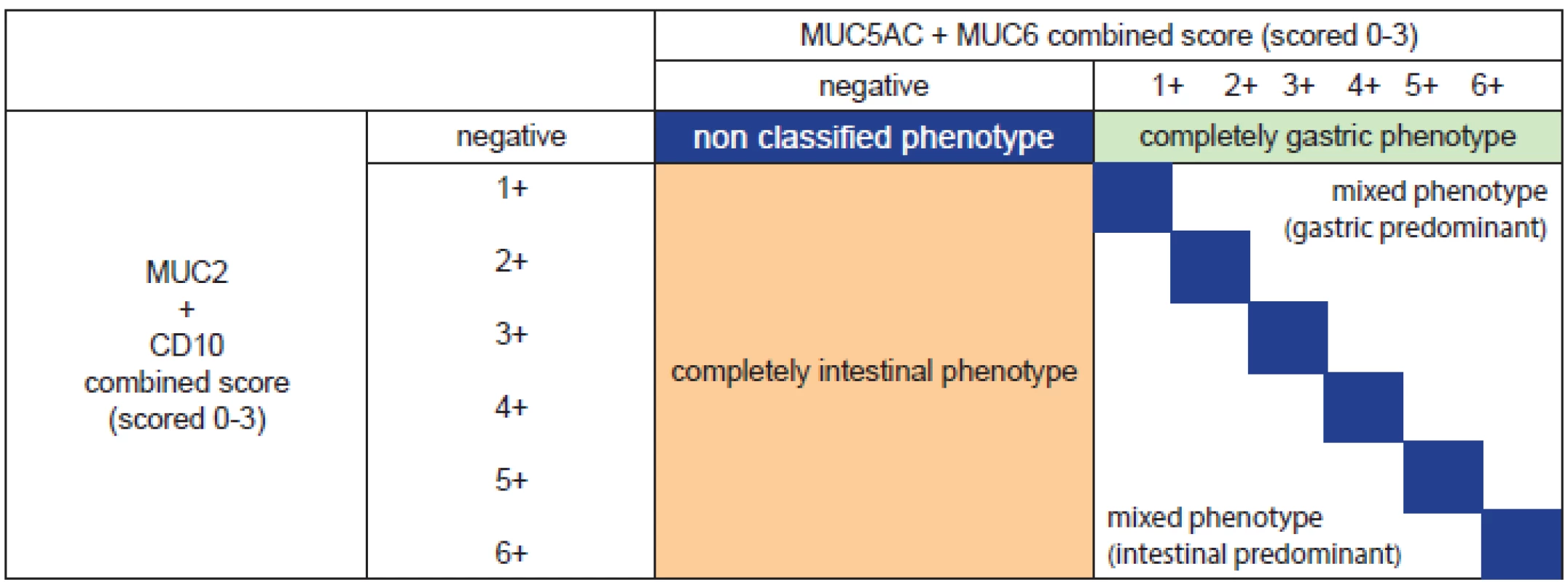 Phenotypic classification by expression of mucins (MUC5AC, MUC6, MUC2) and CD10 (modified from (53). All markers are scored as following: negative = 0-4 % reactivity, 1+ = 5-30 %, 2+ = 31-60 %, 3+ &gt;60 %. Some tumors have a phenotype that is either entirely gastric (green box) or enterily intestinal (orange box), while a small proportion have no identifiable (nonclassified) phenotype (large blue box). However, many tumors express both gastric and intestinal phenotypes (lower right) and these may be either predominantely intestinal (below and to the left of the blue boxes=, or predomintantely gastric (above and right of the blue boxes). The blue boxes themselves indicate tumors that express roughly equal quantities of both intestinal and gastric markers, varying from minimal (grade 1 of each) to grade 6 (abundant expression of both). Noteworthy that with degree of neoplasia entirely and predominantely intestinal phenotypes become lesser and entirely gastric differentiated tumors are seen more often together with a marked proportion of mixed phenotypes predominantely gastric (53). In practice, the routine use of immunohistochemistry outside from studies is not recommended.