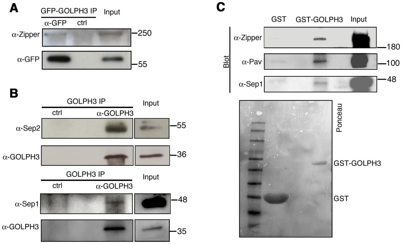 GOLPH3 protein interacts with both cytokinetic proteins in testis extracts.