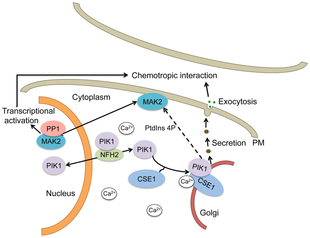 Schematic of a mechanistic model for the regulation of secretion by CSE1, PIK1 and NFH2 during germling chemotropic interactions and cell fusion.