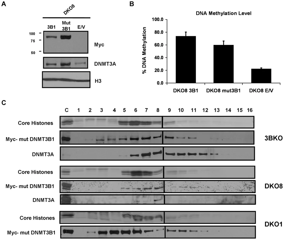 DNMT3B catalytically-inactive mutant stimulates DNA methylation by increasing DNMT3A binding to nucleosomes.