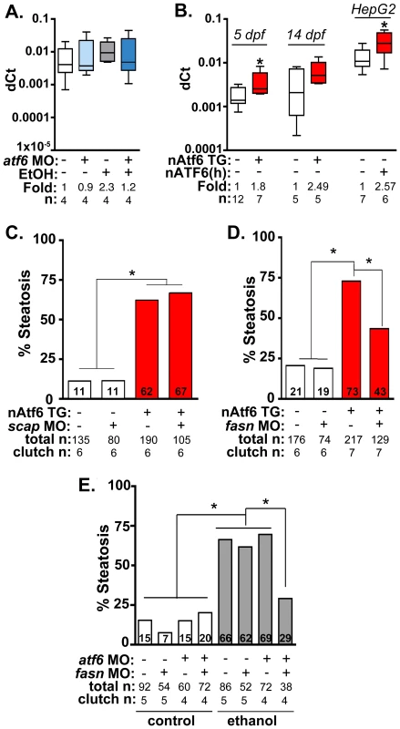 Fasn functions downstream of Atf6 to cause steatosis independent of Srebp activation.