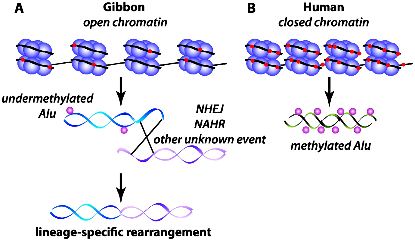 Schematic of epigenetic state of Alu elements at gibbon and human orthologous evolutionary breakpoints.