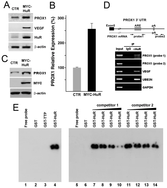 HuR upregulates PROX1-expression through physical interaction with the 3′-UTR of PROX1 mRNA.