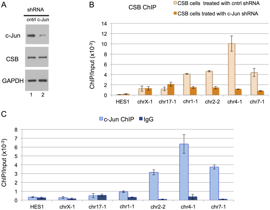 c-Jun is critical for targeting CSB to genomic regions containing the TPA-response element.