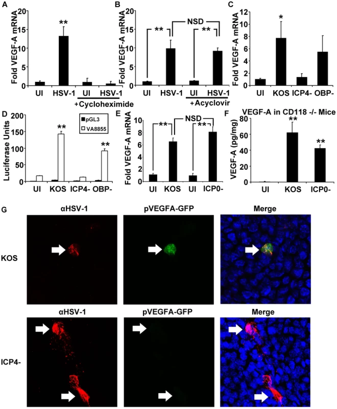 The HSV-1 transactivator ICP4 is required for VEGF-A expression.