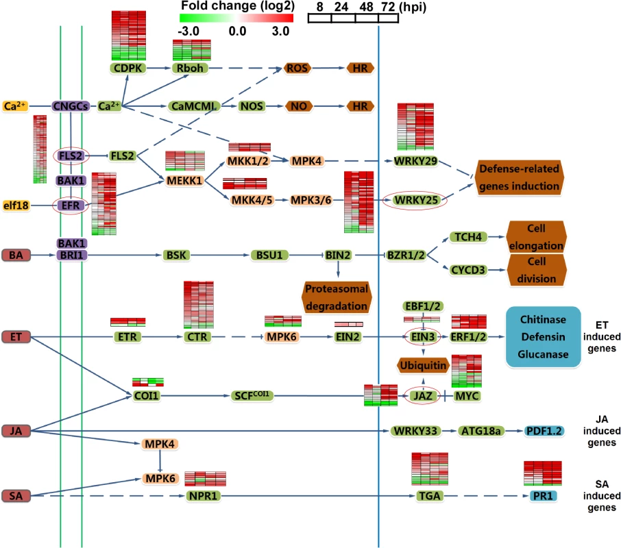 Analysis of different signal pathways gene expression in rice.