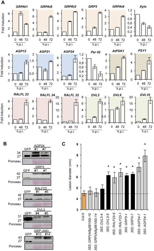 Functional implication of different signaling peptides in Col-0 disease response to <i>P</i>. <i>cucumerina</i> infection.