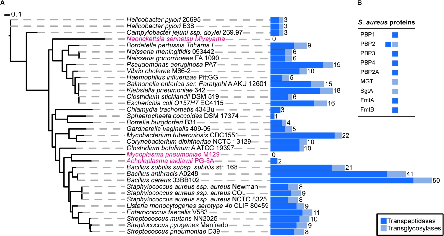 Phylogenetic distribution of peptidoglycan synthesis enzymes across selected bacterial species.