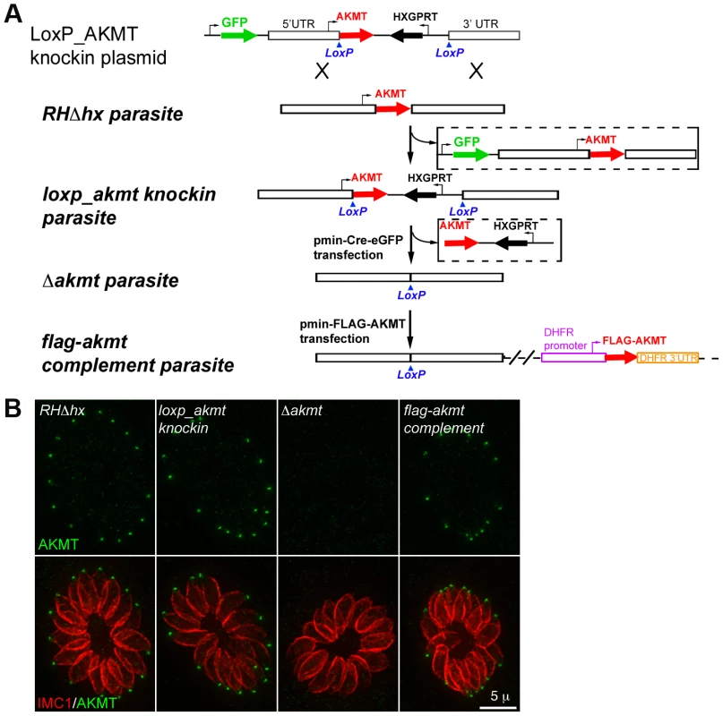The generation and characterization of the AKMT knockout (<i>Δakmt</i>) mutant.