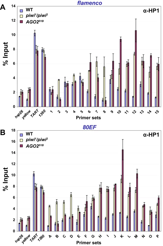 HP1 associates with chromatin at piRNA clusters, and its levels increase in RNA–silencing mutants.