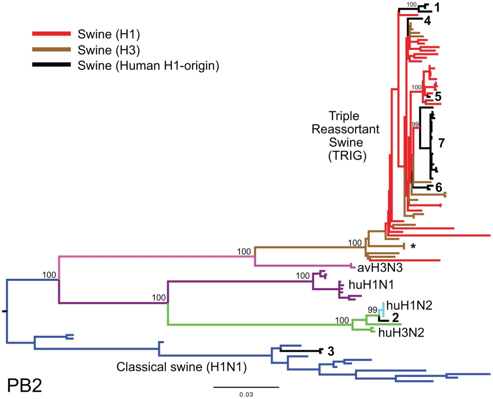Phylogenetic relationships of the PB2 segment.