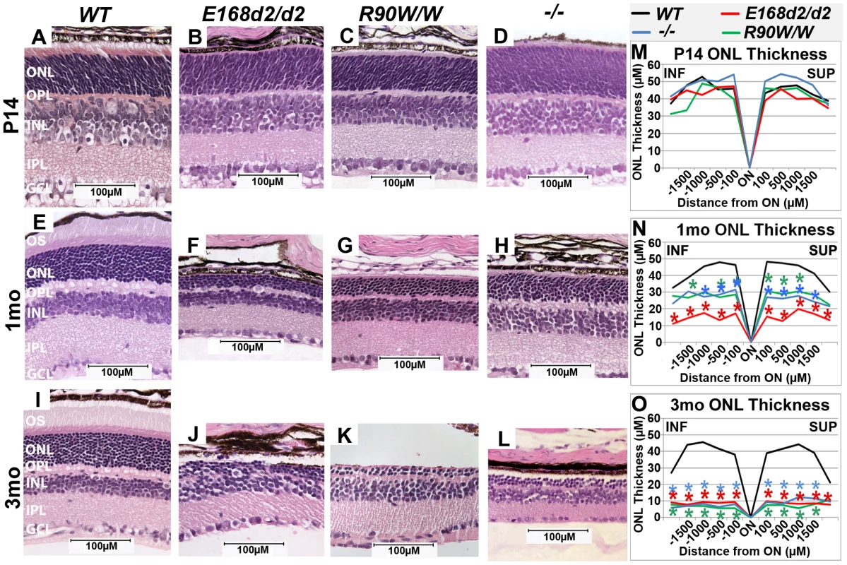 Homozygous <i>E168d2/d2</i> and <i>R90W/W</i> mice develop ‘LCA’-like retinopathy.