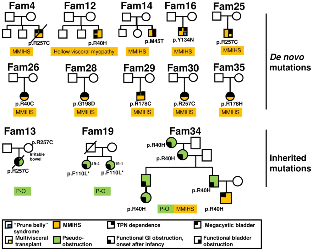 Clinical features and inheritance of <i>ACTG2</i> mutations in <i>de novo</i> and familial cases.
