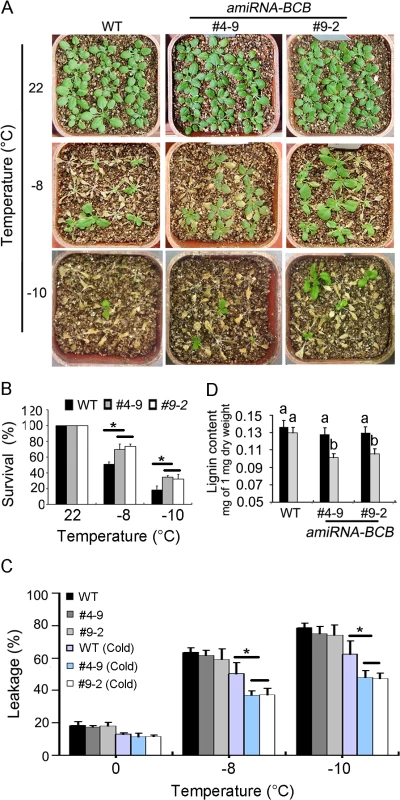 <i>amiRNA-BCB</i> plants are tolerant to freezing treatment.